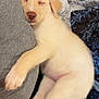 Molly is registered to the contest to win money with this photo: puppy, dog, sleeping, yellow_labrador, cushion, blanket, cozy, fur, cute, pet, resting, indoors, close_up, soft, nap, adorable, comfort, animal, young, peaceful