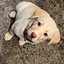 Molly joined the competition — help win amazing prizes! puppy, dog, pet, collar, cute, looking_up, fur, animal, young, small, adorable, indoor, concrete_floor, light_brown, white_fur, ears, nose, whiskers, eyes, companion