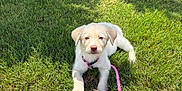 Molly joined the competition — help win amazing prizes! puppy, dog, grass, leash, outdoor, pet, young, collar, sunlight, shadow, nature, greenery, animal, cute, lying_down, summer, playful, canine, pink, daytime