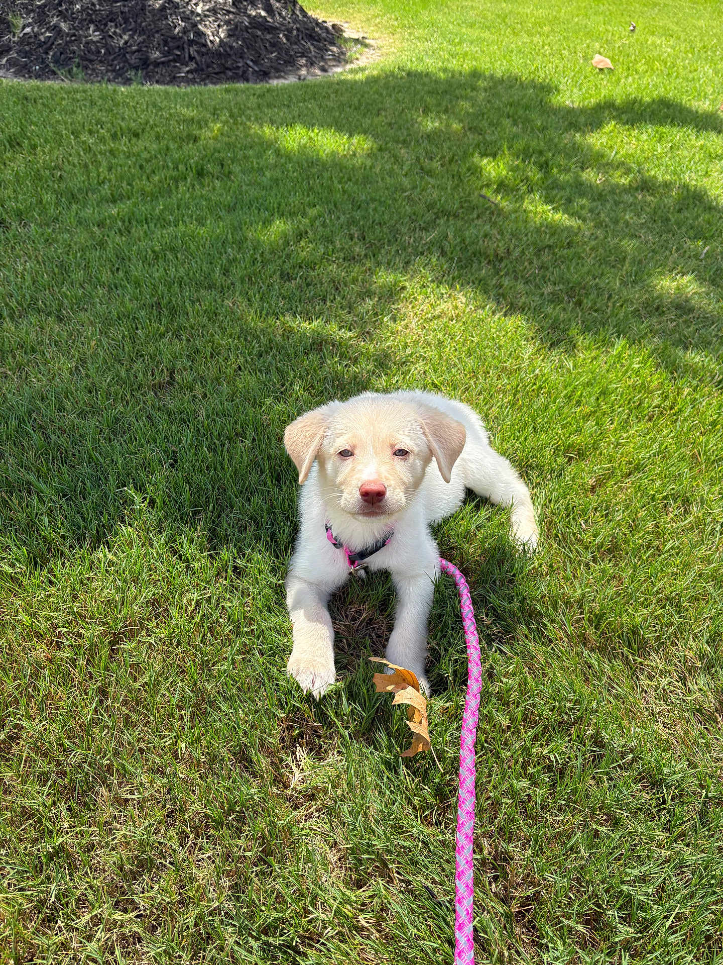 Molly