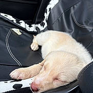 Molly joined the competition — help win amazing prizes! puppy, sleeping, dog, car_seat, black_leather, white_pattern, closeup, pet, animal, fur, nose, paw, resting, cute, cozy, domestic_animal, indoor, young_dog, seat_cover, relaxation