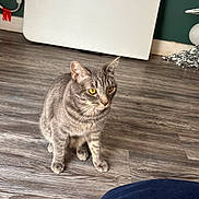 Silver joined the competition — help win amazing prizes! cat, tabby, gray_cat, yellow_eyes, indoor, wooden_floor, pet, animal, curious, sitting, flooring, domestic_cat, feline, fur, whiskers, ears, eyes, mammal, home, household