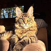 Aiden participe au concours pour gagner de l'argent avec cette photo : cat, tabby, feline, pet, indoor, sunlight, couch, furniture, relaxed, closeup, portrait, whiskers, ears, paw, fur, animal, domestic, window, shadow, cozy