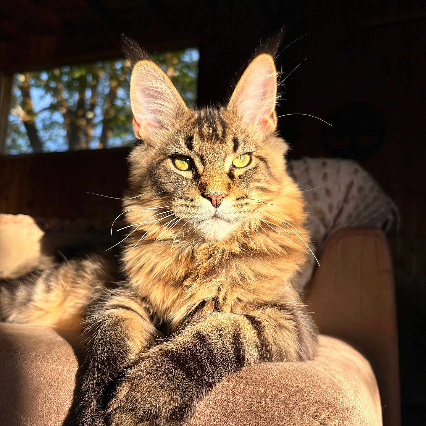 Aiden participe au concours pour gagner de l'argent avec cette photo : cat, tabby, feline, pet, indoor, sunlight, couch, furniture, relaxed, closeup, portrait, whiskers, ears, paw, fur, animal, domestic, window, shadow, cozy