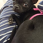 Gypsy a rejoint le concours — aidez-le/la à gagner de superbes lots ! animal, black_dog, canine, close_up, companion, curious_eyes, curled_up, cute, dog, domestic_animal, ears, fur, indoor, looking, paw, pet, pink_harness, resting, small_dog, striped_fabric