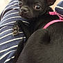 animal, black_dog, canine, close_up, companion, curious_eyes, curled_up, cute, dog, domestic_animal, ears, fur, indoor, looking, paw, pet, pink_harness, resting, small_dog, striped_fabric