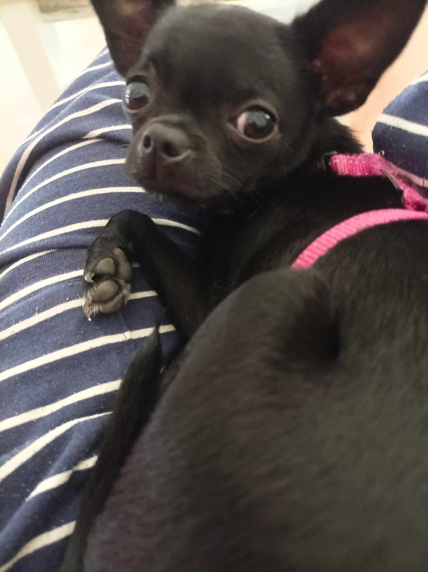 Gypsy a rejoint le concours — aidez-le/la à gagner de superbes lots ! animal, black_dog, canine, close_up, companion, curious_eyes, curled_up, cute, dog, domestic_animal, ears, fur, indoor, looking, paw, pet, pink_harness, resting, small_dog, striped_fabric