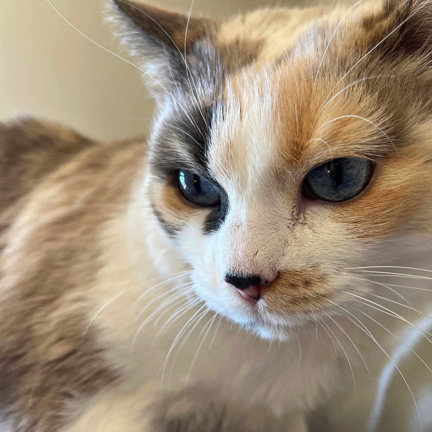 Nala a rejoint le concours — aidez-le/la à gagner de superbes lots ! cat, calico_cat, close_up, animal, pet, feline, fur, whiskers, eyes, ears, nose, face, portrait, indoors, soft_lighting, shallow_depth_of_field, multicolored_fur, cream_background, cozy, photography