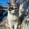 Nala a rejoint le concours — aidez-le/la à gagner de superbes lots ! cat, pet, animal, portrait, close_up, sitting, fur, whiskers, ears, paws, gray_and_white, outdoor, rooftop, deck, sunlight, shadow, plant, glass, blue_sky, architecture