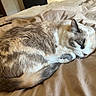 Nala participe au concours pour gagner de l'argent avec cette photo : cat, sleeping, curled_up, bed, bedroom, fur, whiskers, ears, tail, paws, relaxed, cozy, indoors, pet, animal, close_up, portrait, blanket, bedding, nap