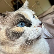 Nala participe au concours pour gagner de l'argent avec cette photo : cat, close_up, blue_eyes, whiskers, fluffy, fur, white_fur, gray_fur, calico, pet, animal, portrait, face, eyes, nose, ears, indoor, bedding, soft_lighting, cute