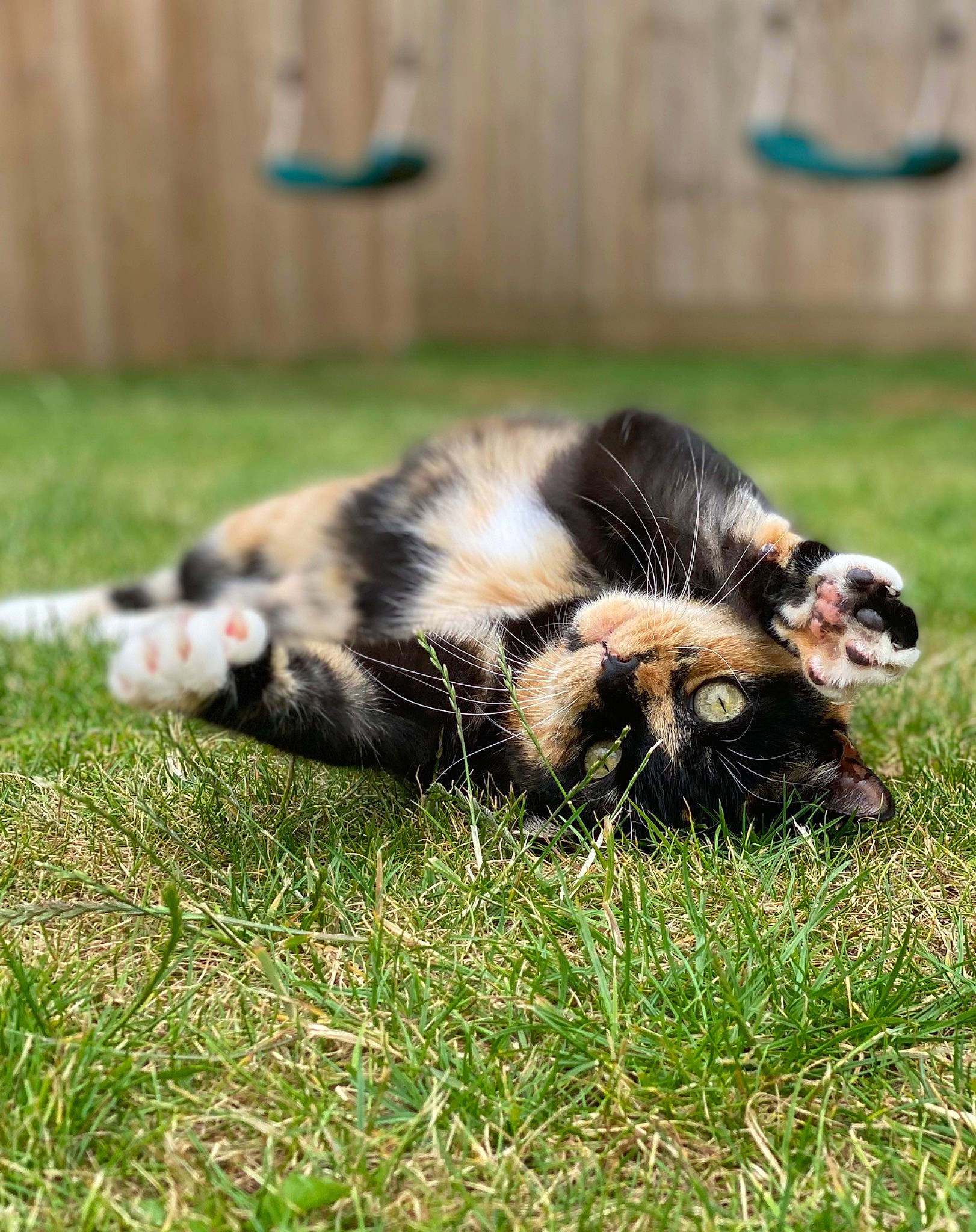 Skittle is registered to the contest to win money with this photo: canidae, dog_breed, felidae, fur, grass, grassland, herbaceous_plant, lawn, plant, sporting_group, tail, terrestrial_animal, whiskers, wildlife