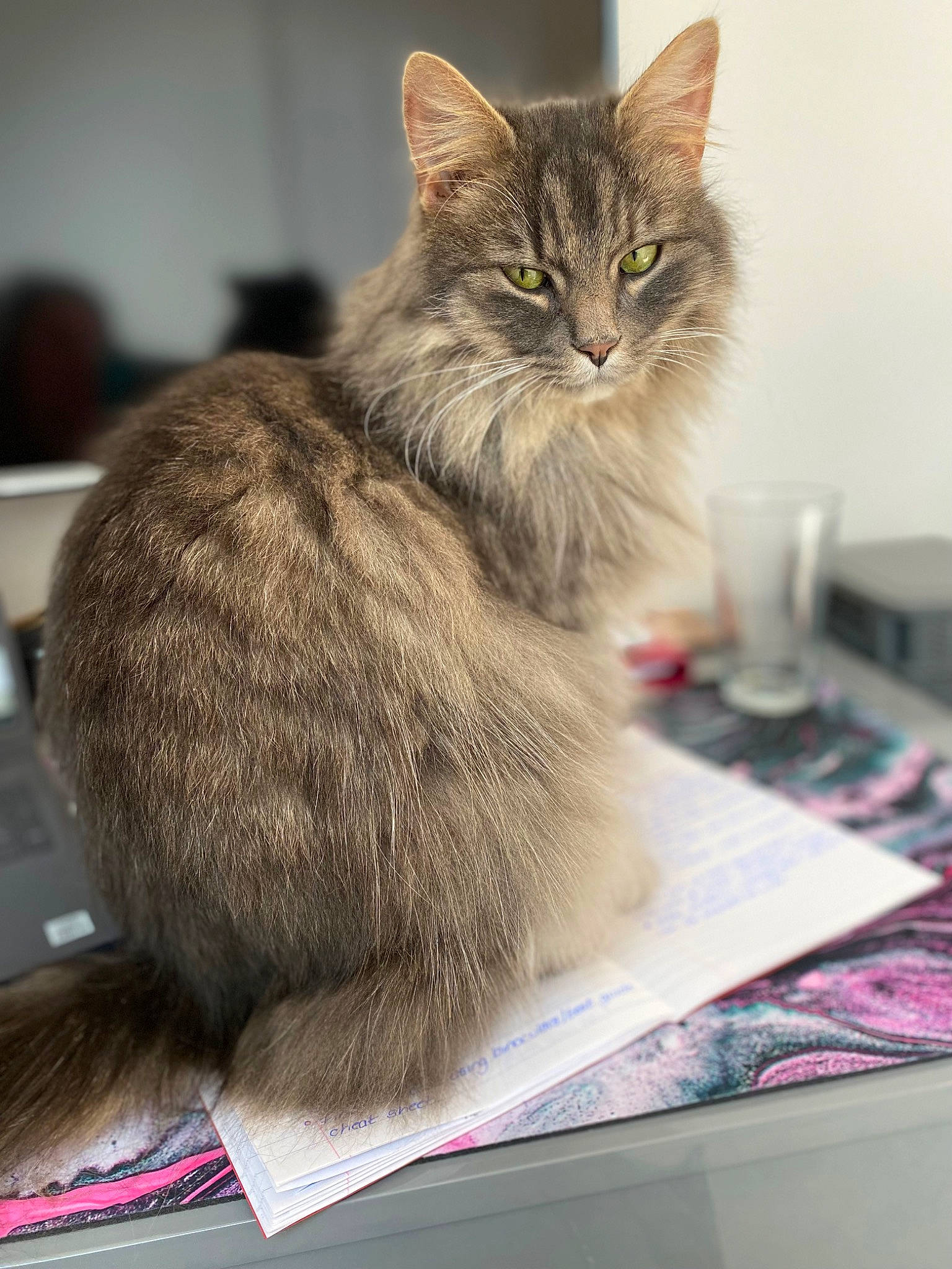 Sully joined the competition — help win amazing prizes! box, carnivore, cat, claw, domestic_short_haired_cat, fawn, felidae, fur, paw, small_to_medium_sized_cats, snout, terrestrial_animal, whiskers