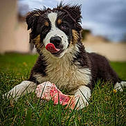 Solly participe au concours pour gagner de l'argent avec cette photo : dog, puppy, bone, grass, outdoor, tongue, licking, fur, cute, pet, animal, playful, nature, closeup, muzzle, canine, young, adorable, tongue_out, chewing
