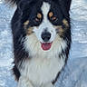 Solly participe au concours pour gagner de l'argent avec cette photo : dog, snow, outdoor, animal, pet, fluffy, happy, running, tricolor, fur, tongue, playful, winter, cute, mammal, nature, canine, friendly, active, daylight