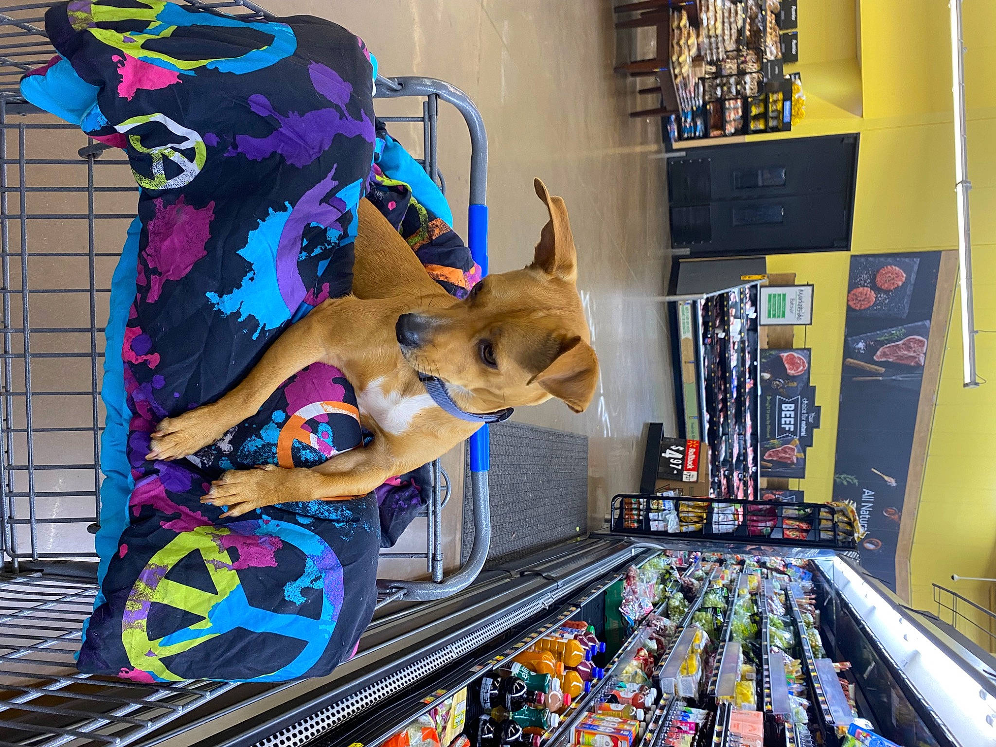 Sugar joined the competition — help win amazing prizes! art, collection, electric_blue, fawn, fiction, fictional_character, fun, games, illustration, indoor_games_and_sports, leisure, machine, magenta, recreation, recreation_room, room, shelf, stuffed_toy, toy, visual_arts