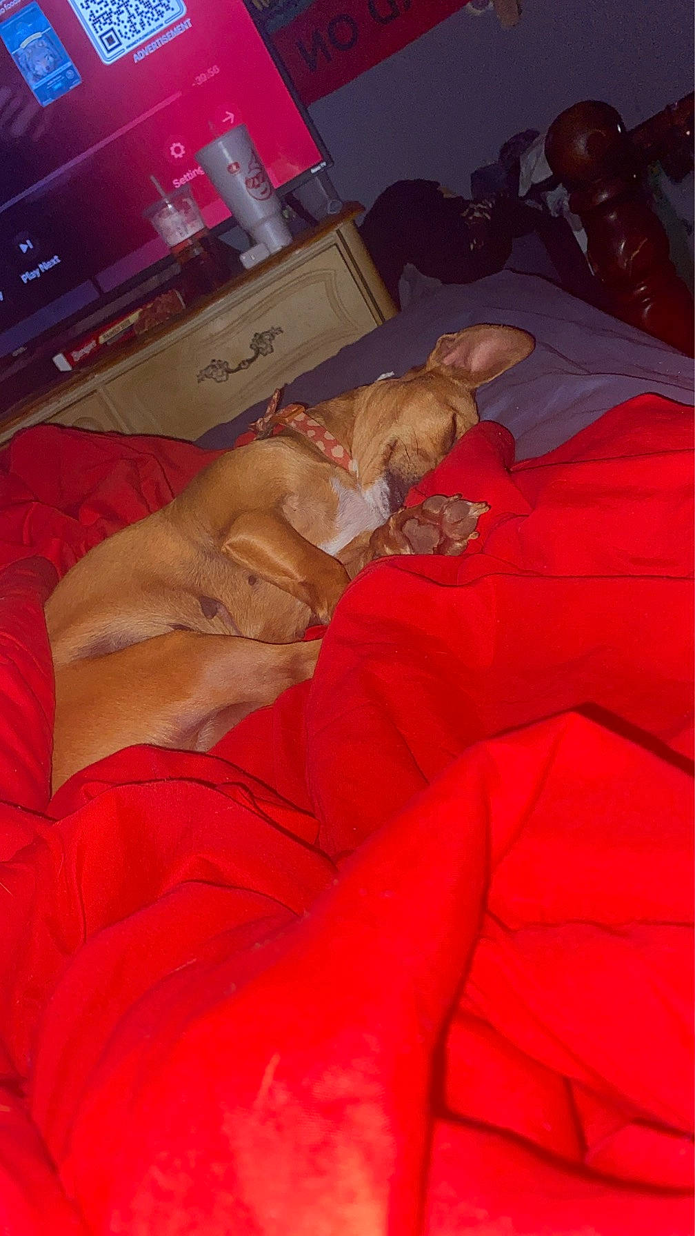 Sugar is registered to the contest to win money with this photo: bed, bed_sheet, bedding, bedroom, comfort, display_device, flesh, fun, fur, gadget, home_appliance, human_leg, linens, nail, peach, room, television_set, thumb, toy, wrist