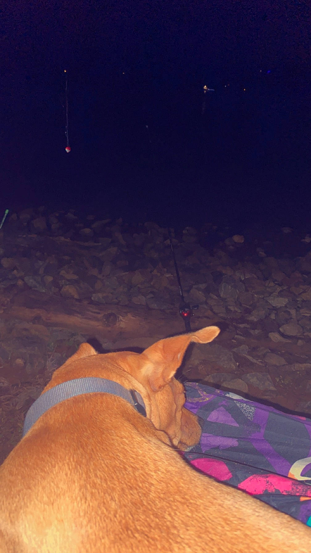 Sugar is registered to the contest to win money with this photo: astronomical_object, carnivore, darkness, dog, dog_breed, electric_blue, fawn, foot, heat, landscape, midnight, night, ocean, shadow, star, tail, terrestrial_animal, underwater, wildlife, window