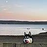 Olympe a rejoint le concours — aidez-le/la à gagner de superbes lots ! animal, beach, bench, boat, dog, forest, husky, lake, moon, outdoor, pet, portrait, seaside, shoreline, siberian_husky, sunset, tongue_out, twilight, water, wood