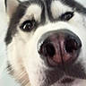 animal, black_and_white, canine, close_up, curious, dog, ears, eyes, face, fluffy, funny, fur, headshot, husky, indoors, nose, pet, portrait, siberian_husky, snout