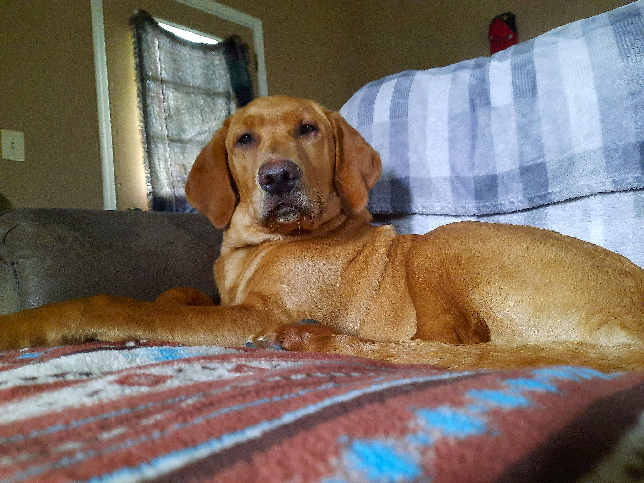 Obby joined the competition — help win amazing prizes! carnivore, comfort, companion_dog, couch, dog, dog_breed, dog_supply, fawn, flooring, fur, hardwood, hound, liver, pet_supply, sporting_group, whiskers, window, window_blind, wood, working_animal