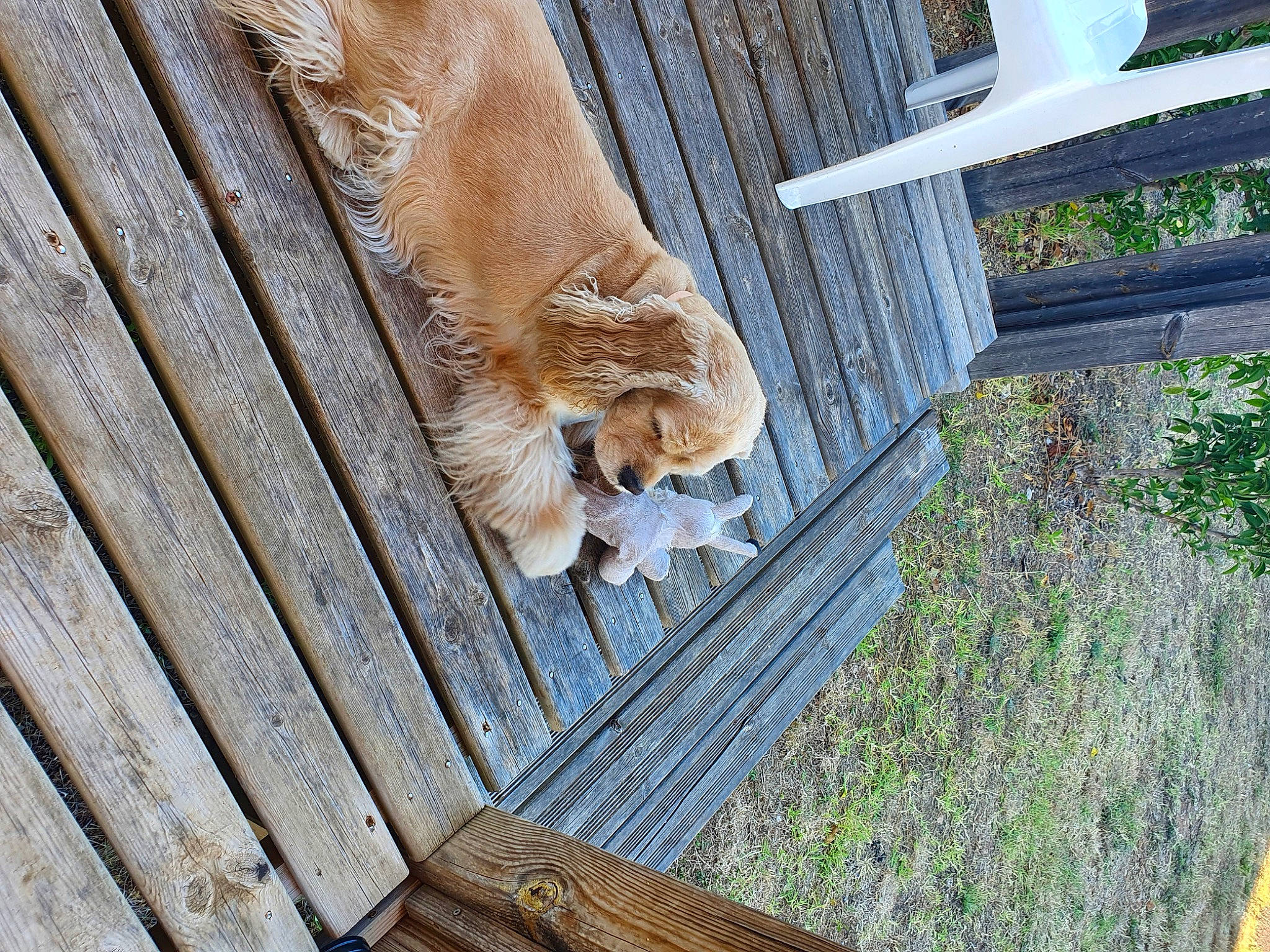 Harper a rejoint le concours — aidez-le/la à gagner de superbes lots ! big_cats, carnivore, cat, fawn, felidae, flooring, fur, grass, groundcover, hardwood, lion, outdoor_furniture, plant, small_to_medium_sized_cats, snout, sporting_group, tail, whiskers, wood, wood_stain