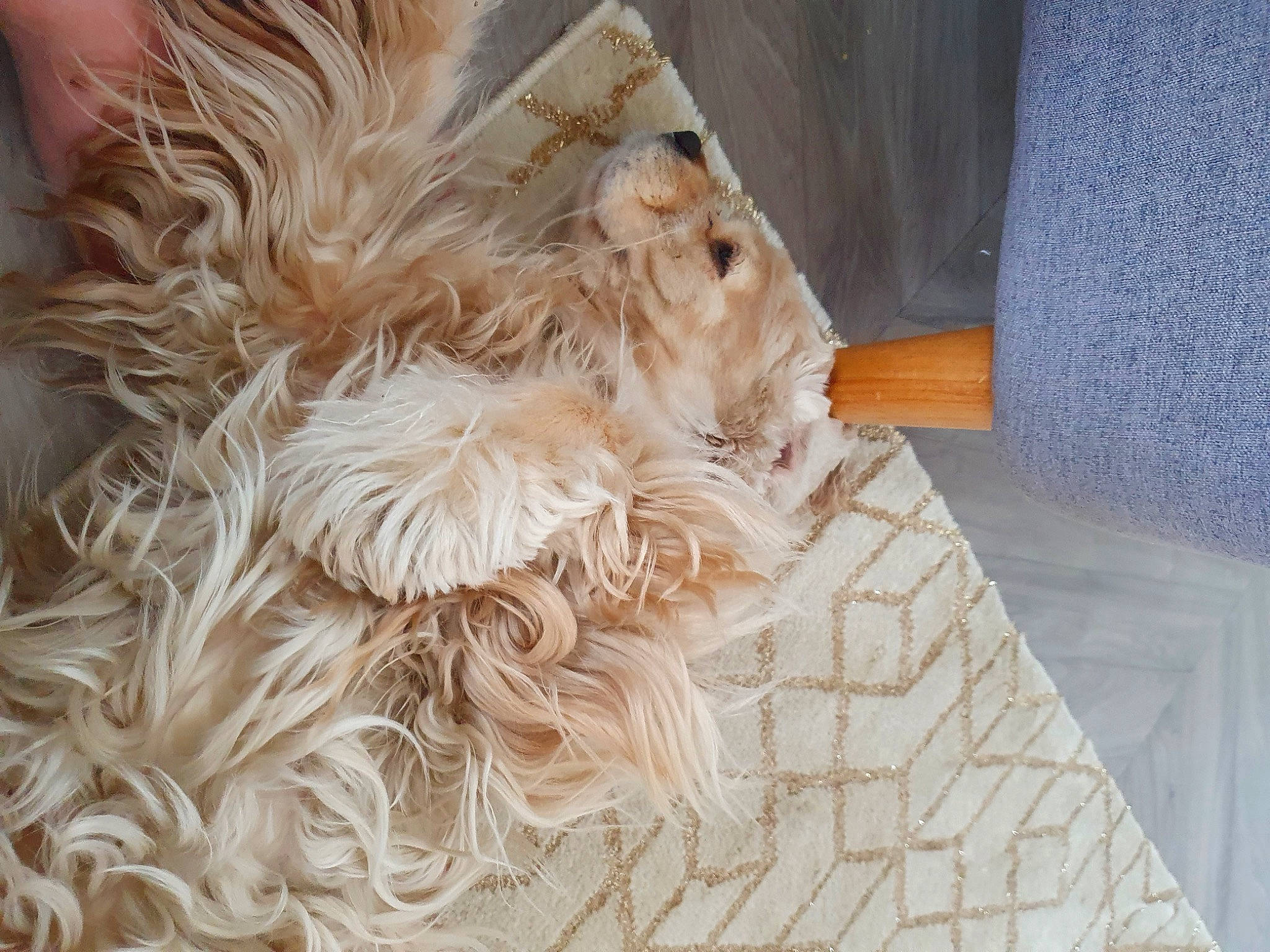 Harper participe au concours pour gagner de l'argent avec cette photo : bedding, carving, comfort, fashion_accessory, fawn, feather, felidae, flooring, fur, hardwood, linens, natural_material, pattern, peach, petal, tail, wood, wood_flooring, wood_stain, wool