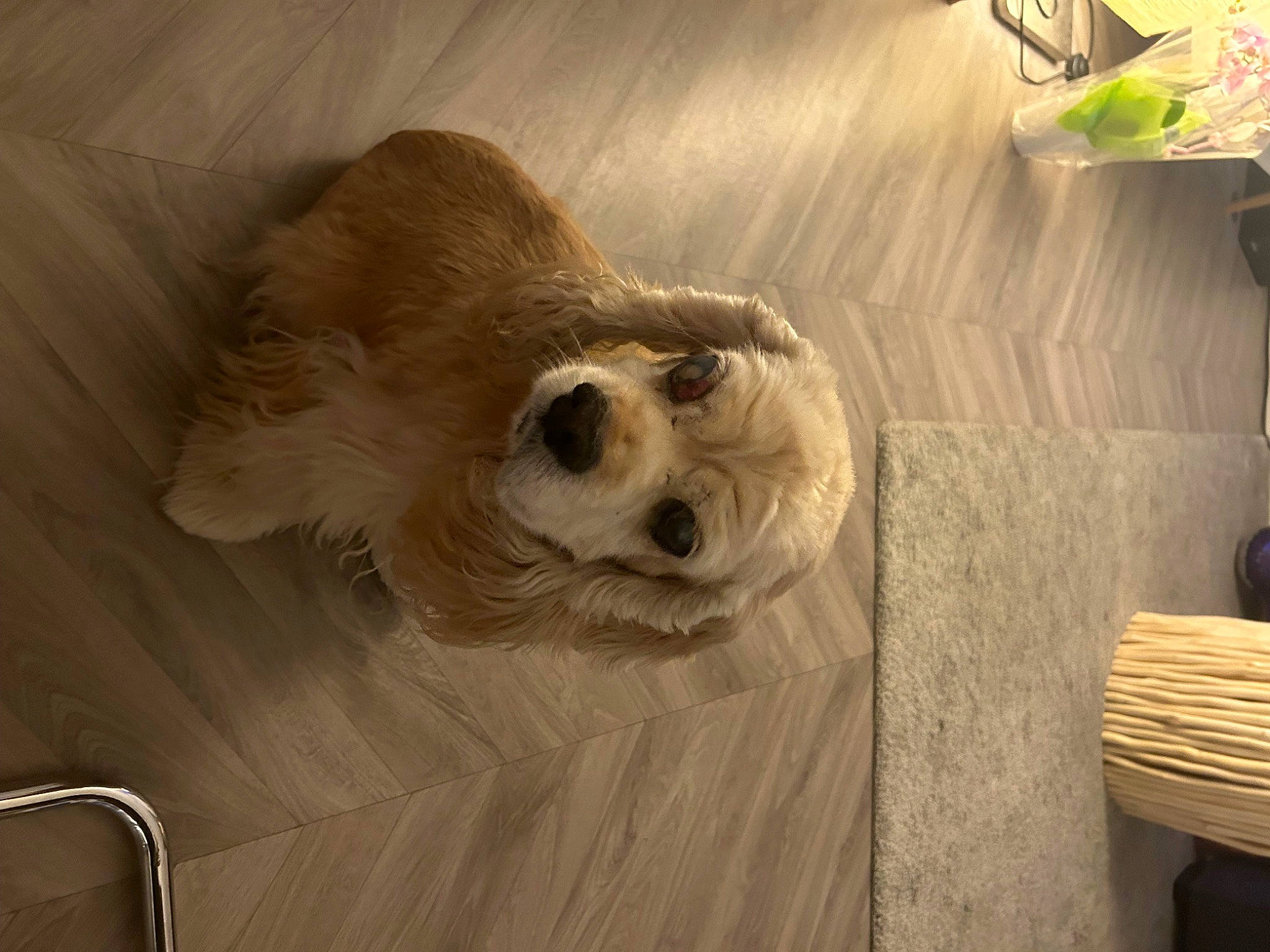 Harper a rejoint le concours — aidez-le/la à gagner de superbes lots ! canidae, carnivore, companion_dog, dog, dog_breed, fawn, felidae, flooring, fur, hardwood, linens, paw, snout, sporting_group, sunglasses, tail, toy_dog, whiskers, wood, working_animal