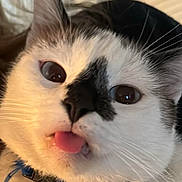Nube is registered to the contest to win money with this photo: cat, feline, tongue_out, close_up, collar, bell, white_fur, black_markings, whiskers, wide_eyes, indoor, pet, portrait, cute, domestic_cat, closeup_face, playful, nose, mouth, fur_texture