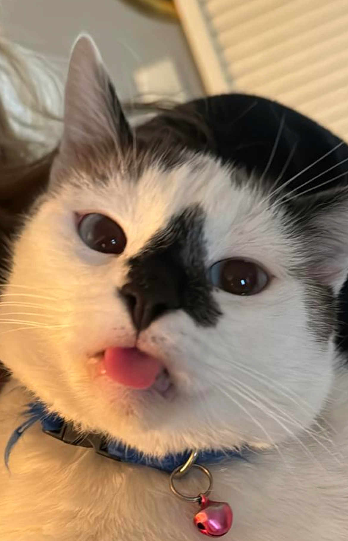 Nube is registered to the contest to win money with this photo: cat, feline, tongue_out, close_up, collar, bell, white_fur, black_markings, whiskers, wide_eyes, indoor, pet, portrait, cute, domestic_cat, closeup_face, playful, nose, mouth, fur_texture