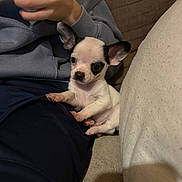 Milo a rejoint le concours — aidez-le/la à gagner de superbes lots ! puppy, dog, small_dog, black_and_white, person, hand, hoodie, couch, indoor, pet, cute, sitting, lap, ears, fur, cozy, relaxing, young_dog, animal, companion