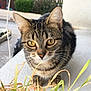 Yam a rejoint le concours — aidez-le/la à gagner de superbes lots ! cat, tabby, animal, pet, outdoor, grass, yellow_eyes, curious, feline, closeup, nature, balcony, plant, building, car, window, daylight, focus, whiskers, ears