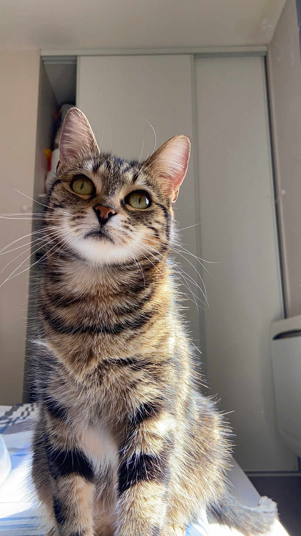 Yam a rejoint le concours — aidez-le/la à gagner de superbes lots ! cat, tabby, pet, animal, feline, whiskers, ears, green_eyes, fur, striped, indoor, bed, sunlight, curious, sitting, close_up, domestic_cat, portrait, looking_up, home