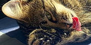 Yam a rejoint le concours — aidez-le/la à gagner de superbes lots ! cat, tabby, close_up, tongue_out, paw, whiskers, fur, sunlight, sleepy, resting, indoor, pet, cute, animal, feline, relaxed, mammal, adorable, portrait, laying_down