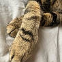 Yam a rejoint le concours — aidez-le/la à gagner de superbes lots ! cat, paws, fur, tabby, resting, close_up, animal, pet, soft, texture, striped, whiskers, claws, cute, domestic, feline, sleeping, relaxed, bed, white_background