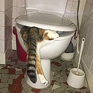 Luna a rejoint le concours — aidez-le/la à gagner de superbes lots ! cat, toilet, bathroom, tail, tile_floor, white_toilet, cat_paw, indoor, pet, funny_pose, striped_tail, calico_cat, cleaning_brush, red_bucket, plumbing, wall_tiles, animal, curious, domestic, floor