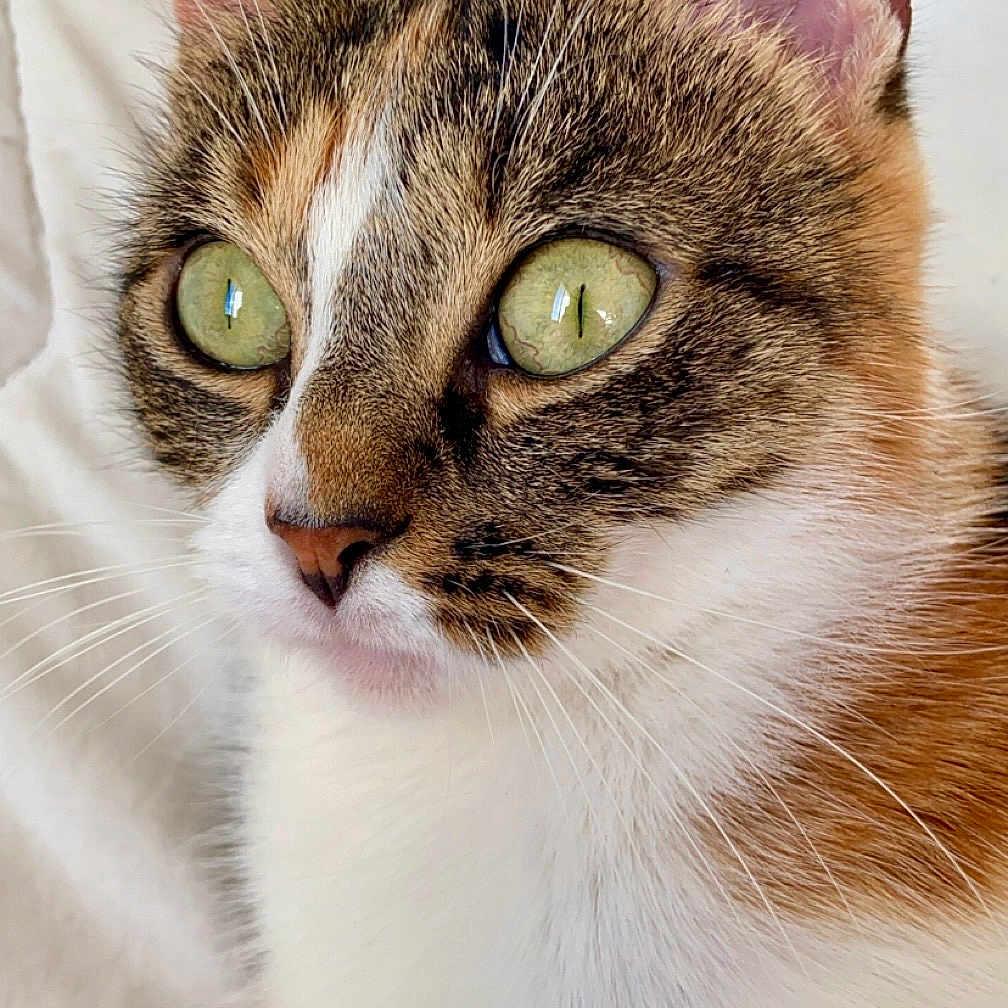 Luna a rejoint le concours — aidez-le/la à gagner de superbes lots ! animal, cat, close_up, cute, domestic_cat, ears, face, feline, fur, green_eyes, indoor, muzzle, nose, pet, portrait, relaxed, soft_texture, tabby, whiskers, white_background