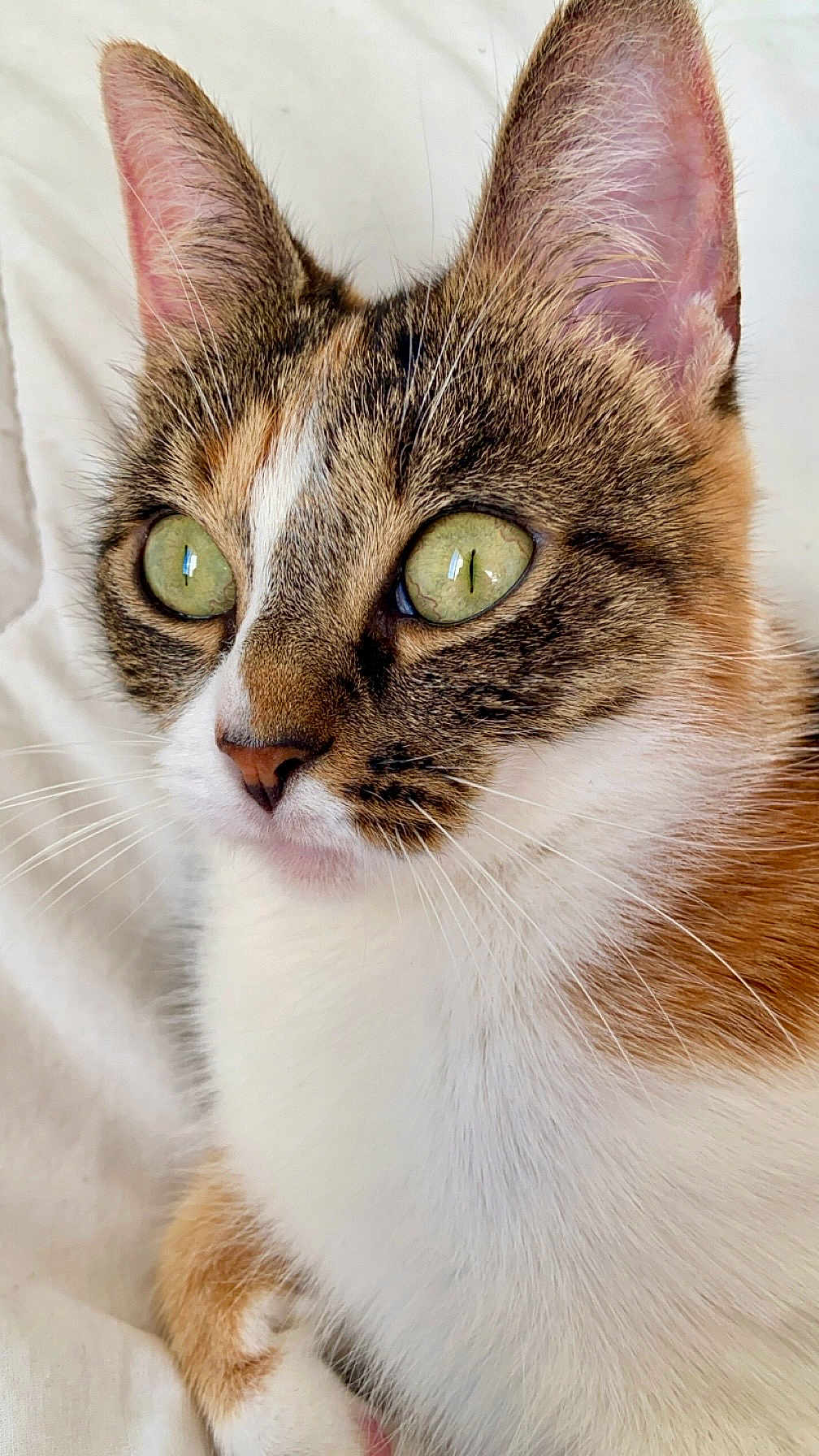 Luna a rejoint le concours — aidez-le/la à gagner de superbes lots ! cat, close_up, green_eyes, fur, whiskers, pet, animal, domestic_cat, cute, face, ears, nose, white_background, relaxed, indoor, portrait, feline, soft_texture, muzzle, tabby