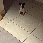 Zook participe au concours pour gagner de l'argent avec cette photo : animal, brown_and_white, calm, companion, curious, cute, dog, domestic, floor_tiles, home, indoor, light_patch, pet, puppy, quiet, shadow, sitting, small_dog, tile_floor, young_dog