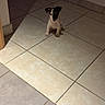 animal, brown_and_white, calm, companion, curious, cute, dog, domestic, floor_tiles, home, indoor, light_patch, pet, puppy, quiet, shadow, sitting, small_dog, tile_floor, young_dog