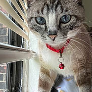 Phoebe is registered to the contest to win money with this photo: cat, blue_eyes, collar, bell, window, blinds, curious, close_up, pet, feline, whiskers, indoor, animal, fur, face, portrait, looking, red_collar, natural_light, domestic_cat