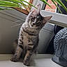 kitten, cat, curious, indoor, windowsill, plant, green_leaves, buddha_statue, decor, pet, feline, young_cat, curious_expression, white_surface, window, natural_light, domestic, animal, cute, still_life