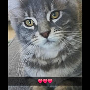 Bonnie participe au concours pour gagner de l'argent avec cette photo : cat, tabby, gray_cat, close_up, yellow_eyes, whiskers, paws, pet, feline, fluffy, indoor, resting, cute, adorable, animal, domestic_cat, portrait, face, soft_light, blurred_background