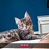 Bonnie a rejoint le concours — aidez-le/la à gagner de superbes lots ! cat, tabby_cat, gray_cat, pet, indoor, feline, curious, lying_down, blue_wall, human_leg, tattoo, soft_surface, relaxed, ears_up, whiskers, domestic_animal, cute, animal_portrait, heart_emoji, text_overlay