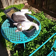 Gracie joined the competition — help win amazing prizes! cat, planter, table, garden, greenery, sunlight, yellow_eyes, fence, outdoor, metal_furniture, relaxing, pet, animal, plants, shadows, daylight, white_and_gray_cat, curious, nature, resting