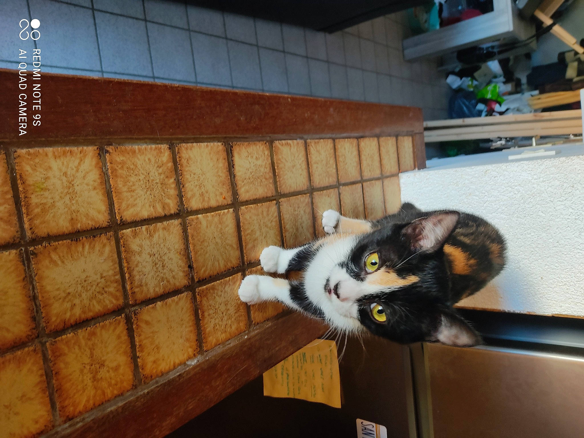 Poupette participe au concours pour gagner de l'argent avec cette photo : animal_shelter, building, canidae, carnivore, cat, comfort, couch, domestic_short_haired_cat, felidae, flooring, fur, hardwood, house, room, small_to_medium_sized_cats, snout, sporting_group, tail, whiskers, wood