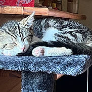 Athéna participe au concours pour gagner de l'argent avec cette photo : cat, tabby, sleeping, nap, cat_tree, furry, perch, indoor, cozy, resting, pet, animal, fur, whiskers, pink_paw, closed_eyes, wooden_shelf, jars, quiet, calm