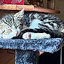 cat, tabby, sleeping, nap, cat_tree, furry, perch, indoor, cozy, resting, pet, animal, fur, whiskers, pink_paw, closed_eyes, wooden_shelf, jars, quiet, calm