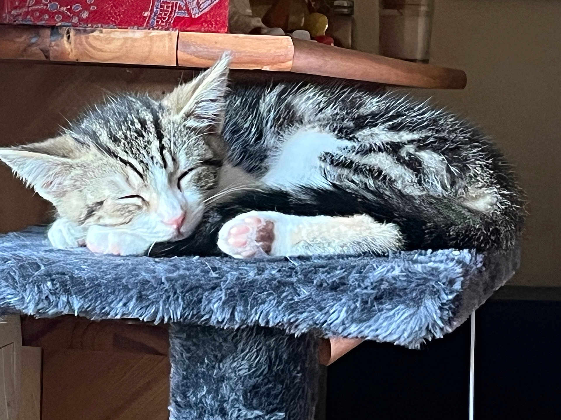 Athéna participe au concours pour gagner de l'argent avec cette photo : cat, tabby, sleeping, nap, cat_tree, furry, perch, indoor, cozy, resting, pet, animal, fur, whiskers, pink_paw, closed_eyes, wooden_shelf, jars, quiet, calm