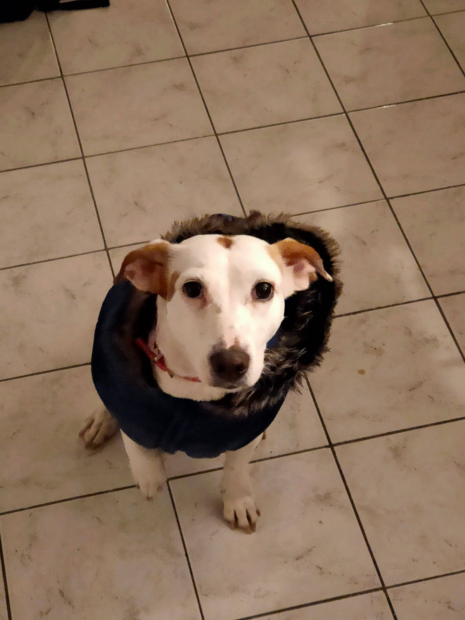 Ange participe au concours pour gagner de l'argent avec cette photo : carnivore, collar, companion_dog, dog, dog_breed, dog_collar, dog_supply, fawn, floor, flooring, leash, pet_supply, shadow, snout, street_dog, tail, tile_flooring, whiskers, wood, working_animal